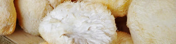 Image of Explore lion’s mane mushroom benefits and how to incorporate it in your daily health routine.