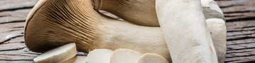 Image of What Are the Benefits of King Trumpet Mushroom?