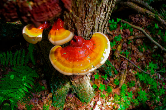 What Are the Benefits of Reishi Mushroom?