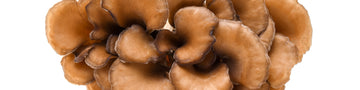 Image of Maitake is among the world's most beneficial functional mushrooms.