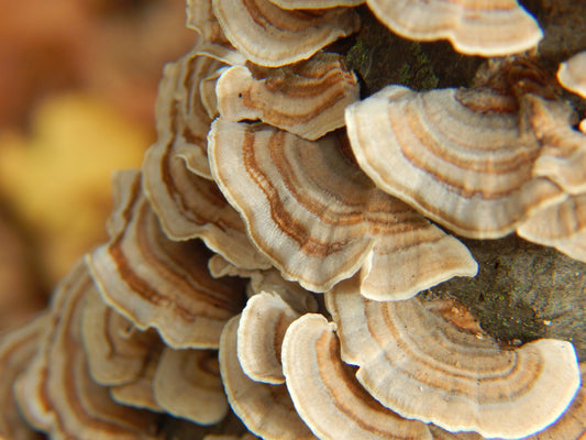 Image of wild turkey tail in turkey tail vs. lion’s mane debate.