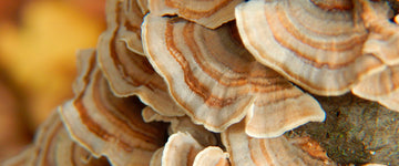 Turkey Tail Mushroom Guide: Health Benefits and Ways to Use This Superfood