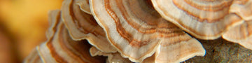 Image of Turkey Tail Mushroom Guide: Health Benefits and Ways to Use This Superfood