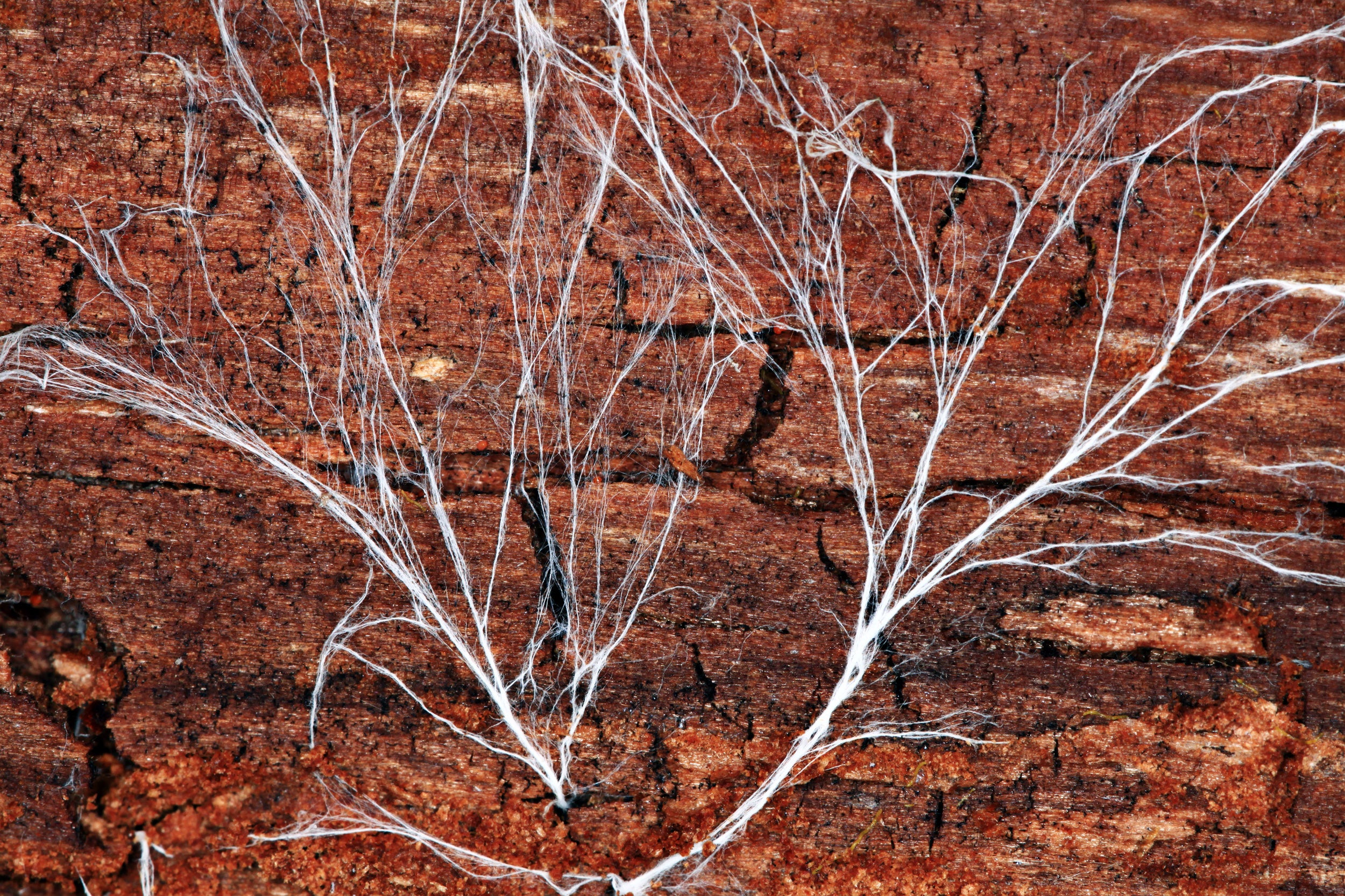 Mycelium: What Is It and Why Is It So Important?