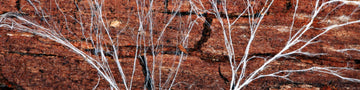 Image of Mycelium: What Is It and Why Is It So Important?