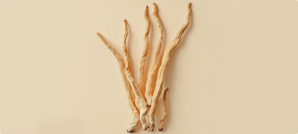 Cordyceps Mushroom Supplements