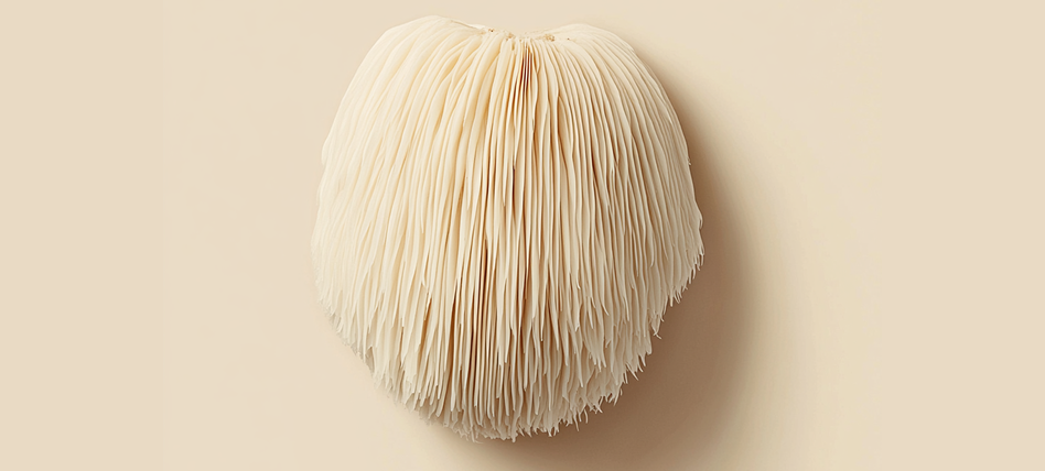 Lion’s Mushroom Supplements