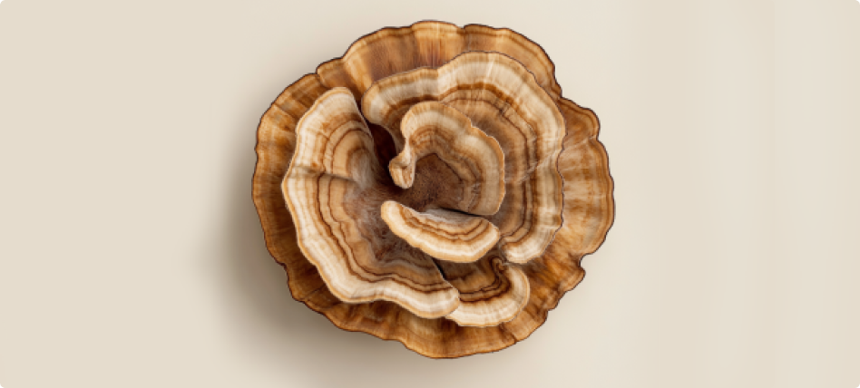 Turkey Mushroom Supplements