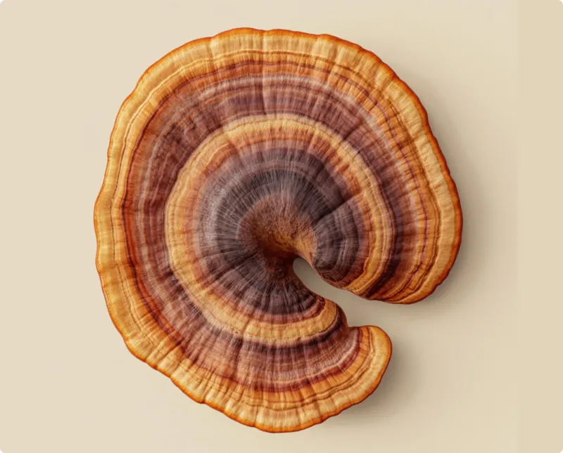 Reishi mushroom photographed close up against a warm beige ground
