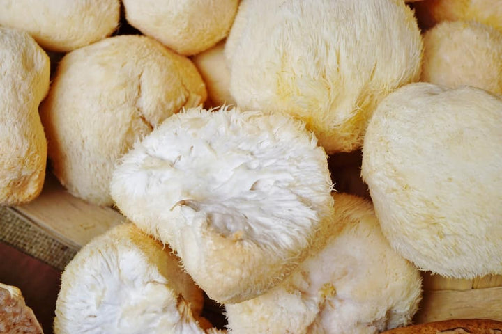 Explore lion’s mane mushroom benefits and how to incorporate it in your daily health routine.