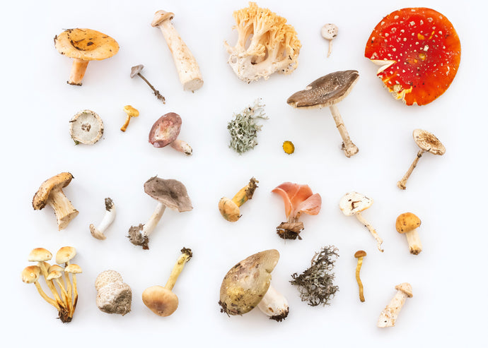 Here's What You Need to Know About These 6 Superfood Mushrooms