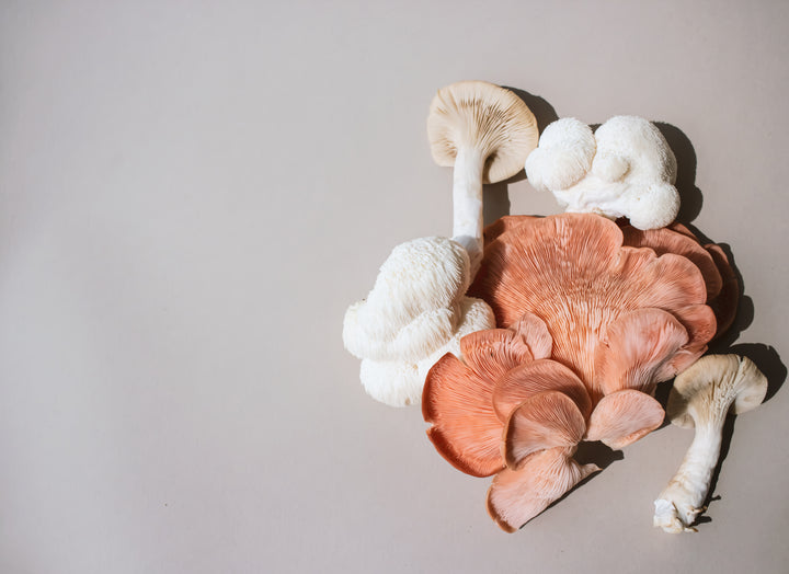 Mushrooms have protein and come in many different forms, including nutritious and versatile powders.