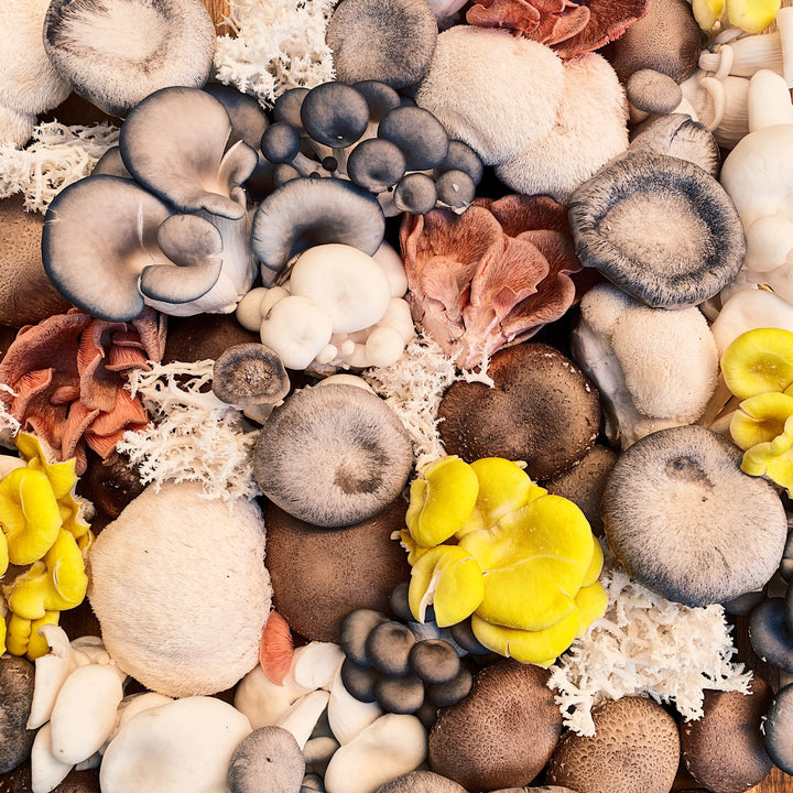 Our favorite ways to celebrate Mushroom Month!