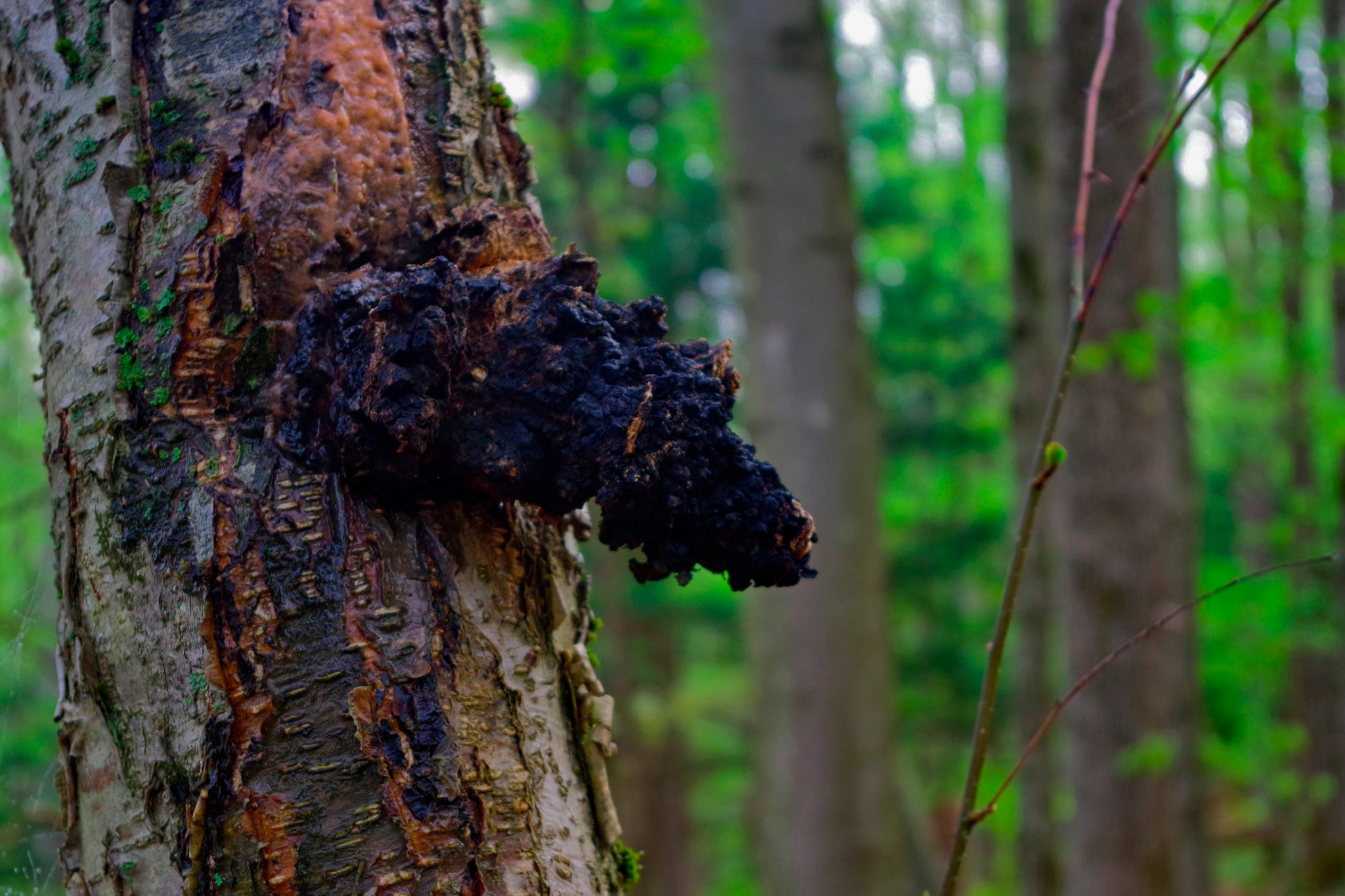 Chaga vs. Reishi: Which Is Right for You?