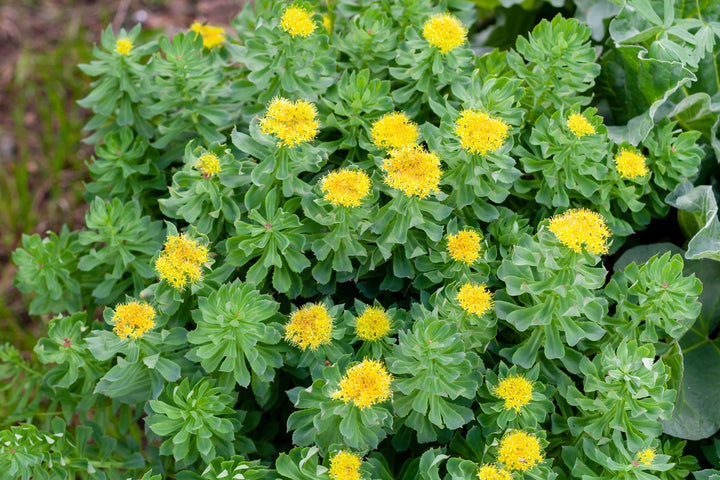 What Are the Benefits of Rhodiola?