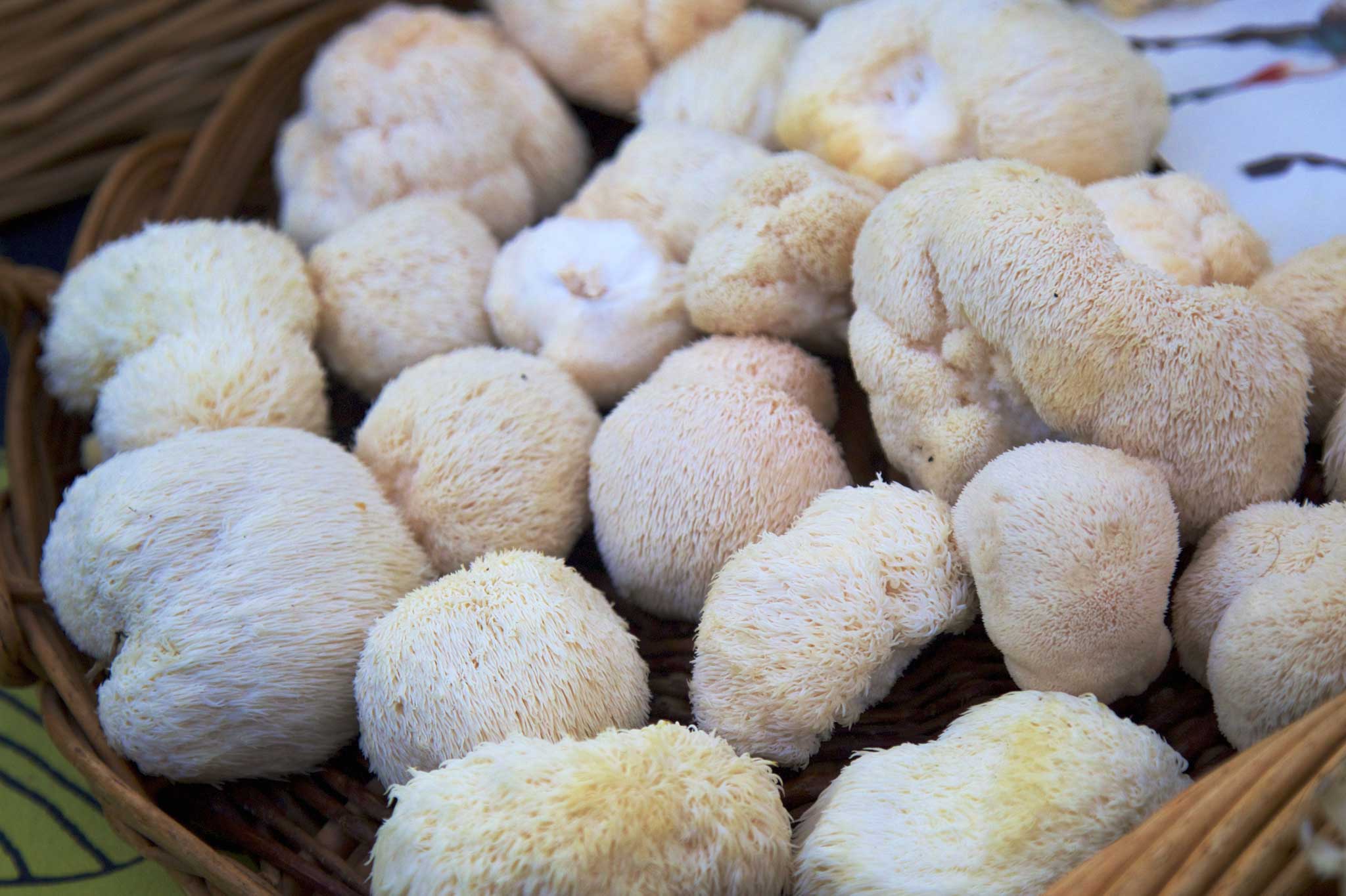 Lion’s Mane, one of the best mushroom nootropics on the market