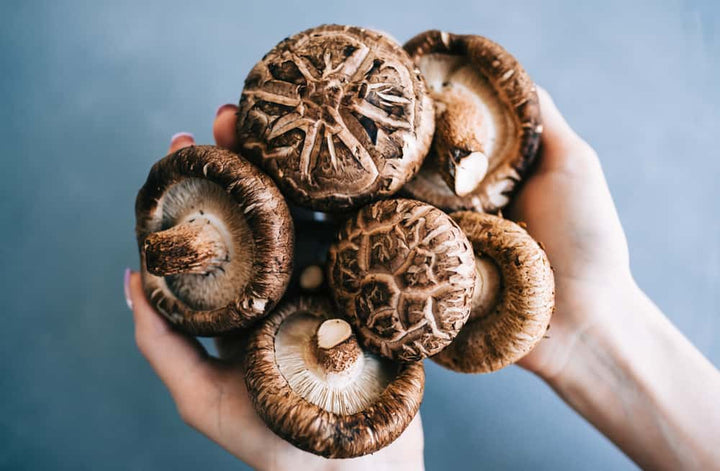 Hands holding shiitake mushrooms for shiitake mushroom benefits.