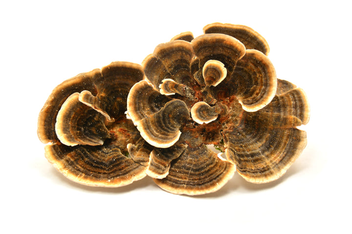 Turkey tail mushrooms on white background