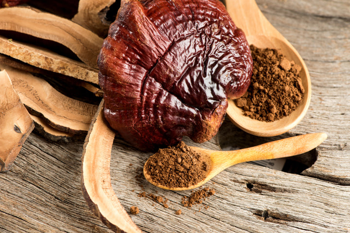 Modern scientific research has identified a diverse array of bioactive compounds responsible for the reishi mushroom benefits so valued in Eastern medicine.