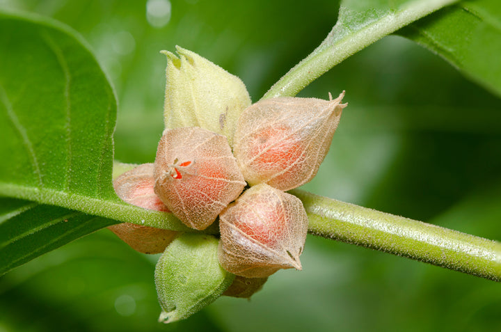 KSM-66® Benefits - Ashwagandha plant