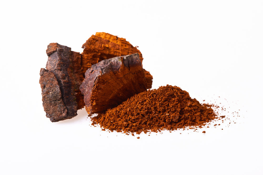 What is chaga mushroom? Chaga mushroom growing on a tree trunk in the forest and takes on the appearance of black, bulky coal.