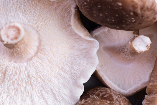 Close-up photo of Shiitake functional mushrooms