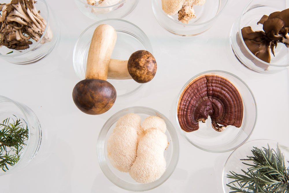 Medicinal mushroom species.