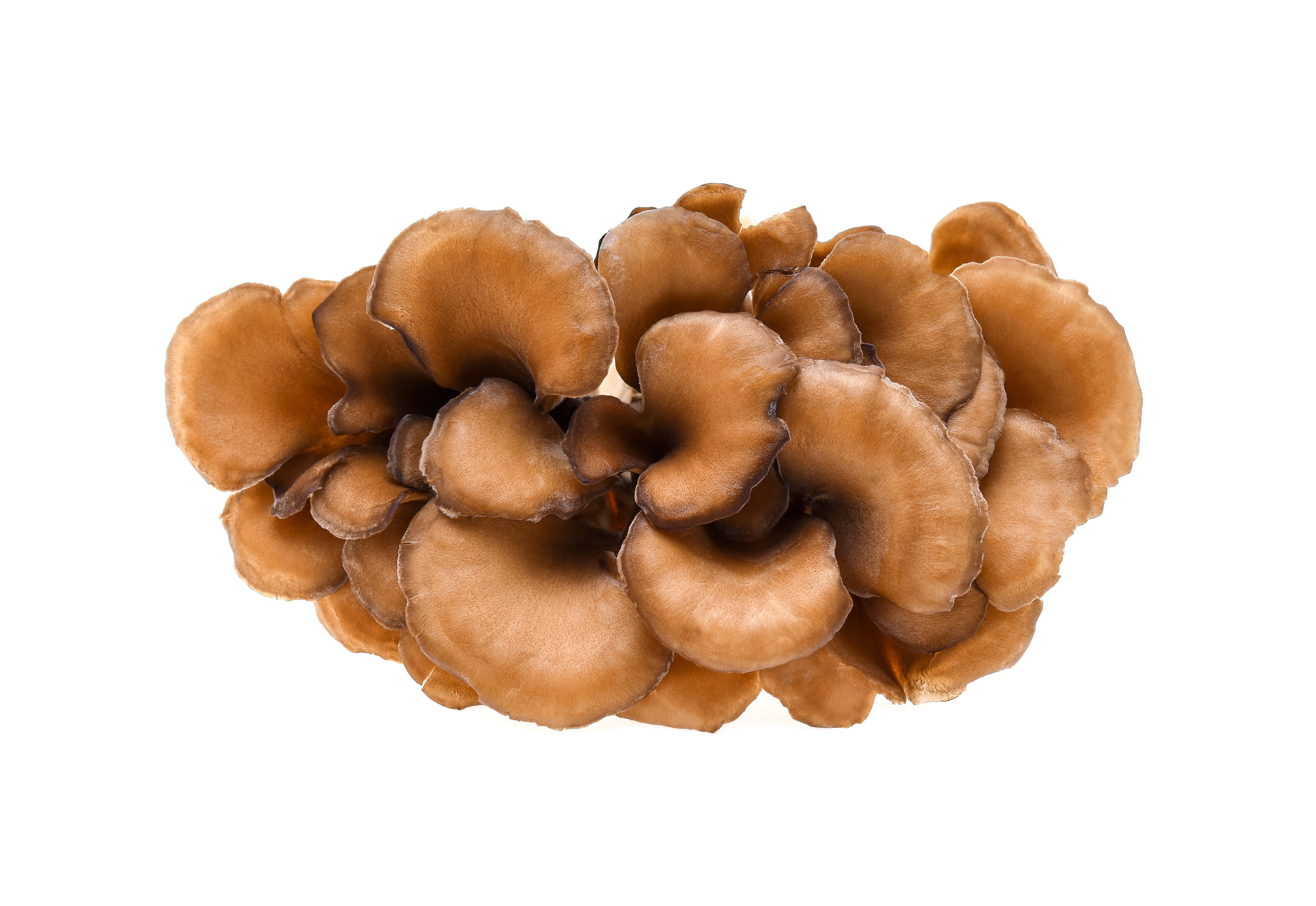 Maitake is among the world's most beneficial functional mushrooms.