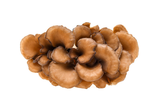 Maitake is among the world's most beneficial functional mushrooms.