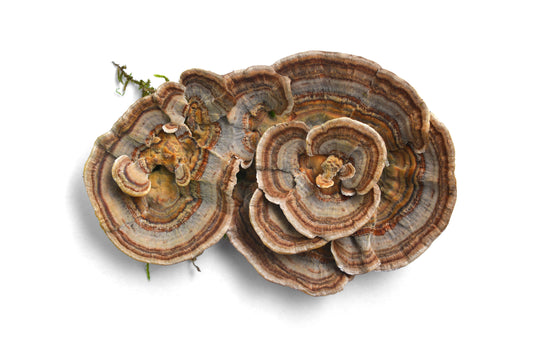 Turkey tail mushrooms for real health benefits