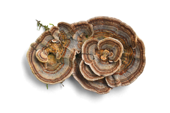 The Most Effective Turkey Tail Mushroom Dosage for Real Health Benefits