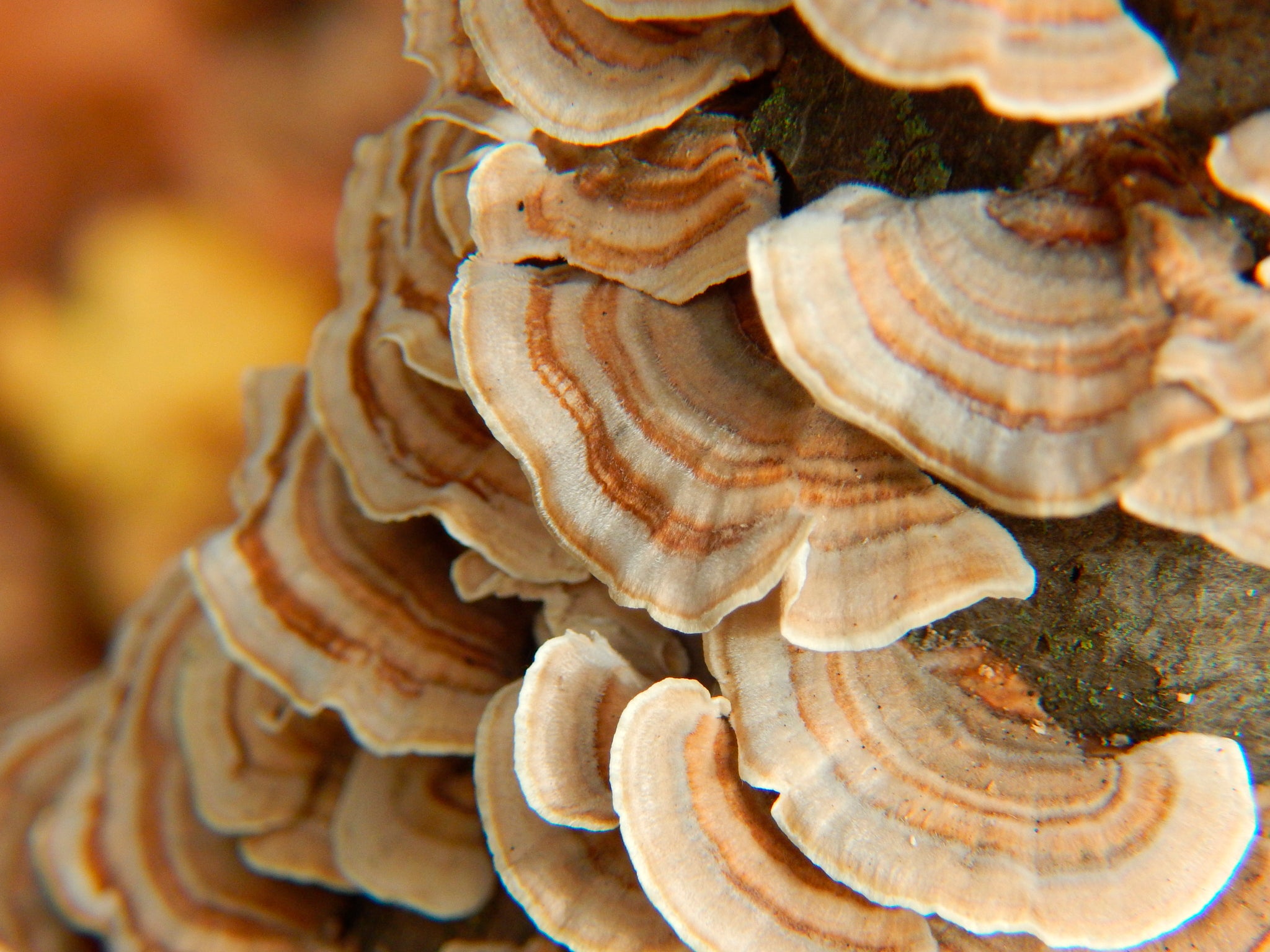 Turkey Tail Mushroom Guide Health Benefits And Ways To Use This Super Turkey Tail Mushroom Guide Health Benefits And Ways To Use This Super
