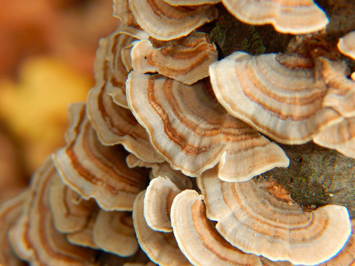 Turkey Tail Mushroom Guide: Health Benefits and Ways to Use This Superfood
