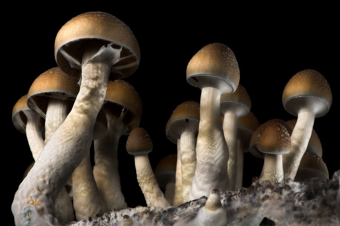 Magic(al) Mushrooms: Mushrooms as Psychedelics and Superfoods
