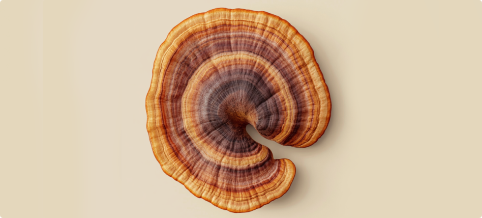 Reishi Mushroom Supplements