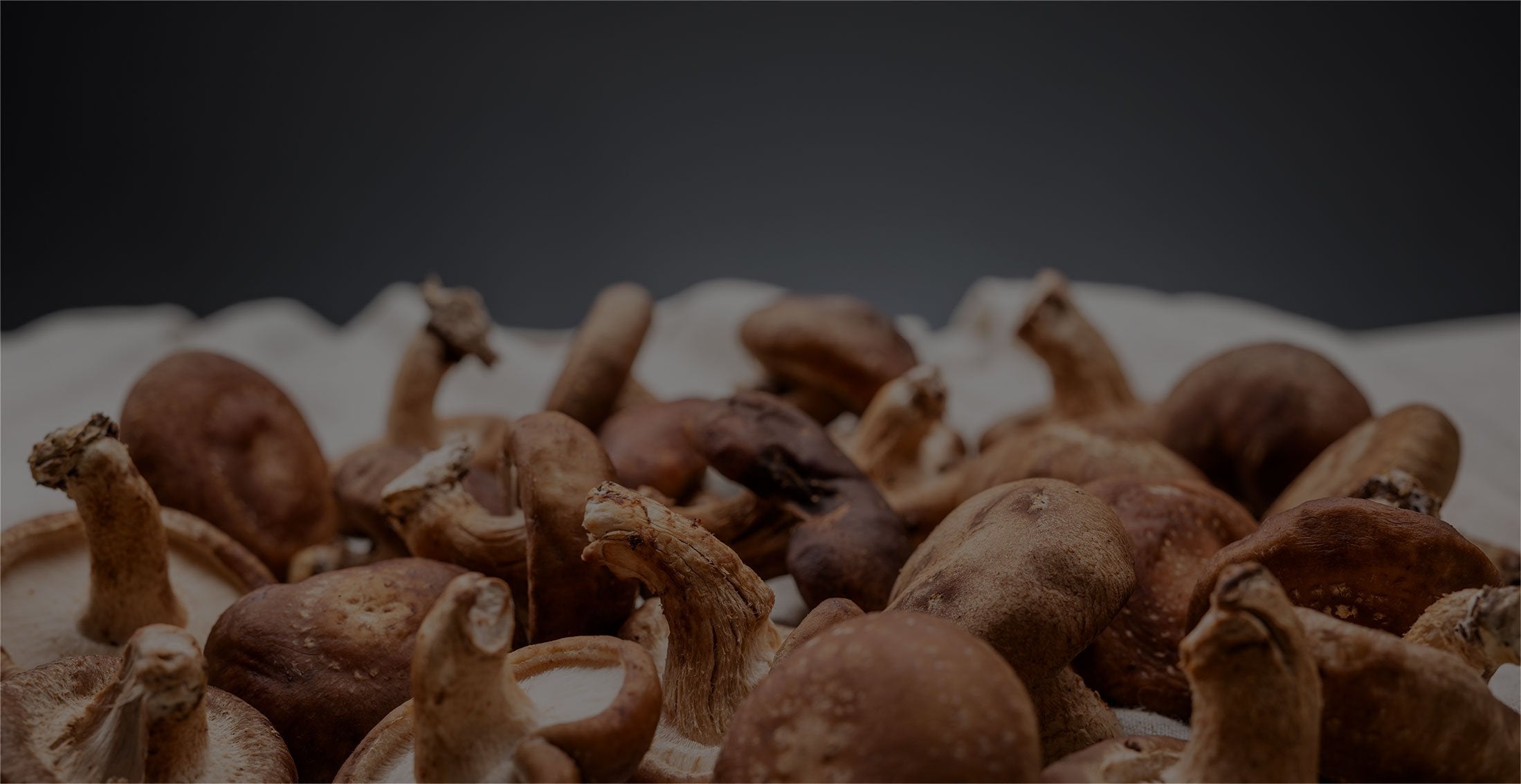 Load video: Om Mushroom Growing Process