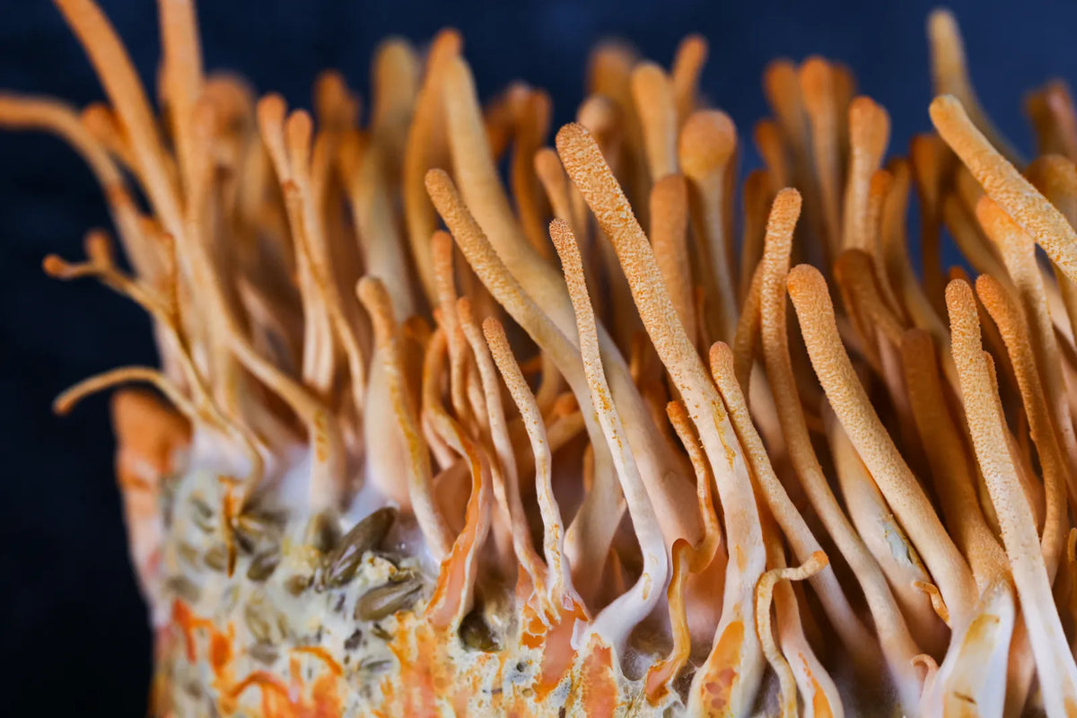 Close view of slender orange fruiting bodies standing up from a fully colonised block against a deep blue background.