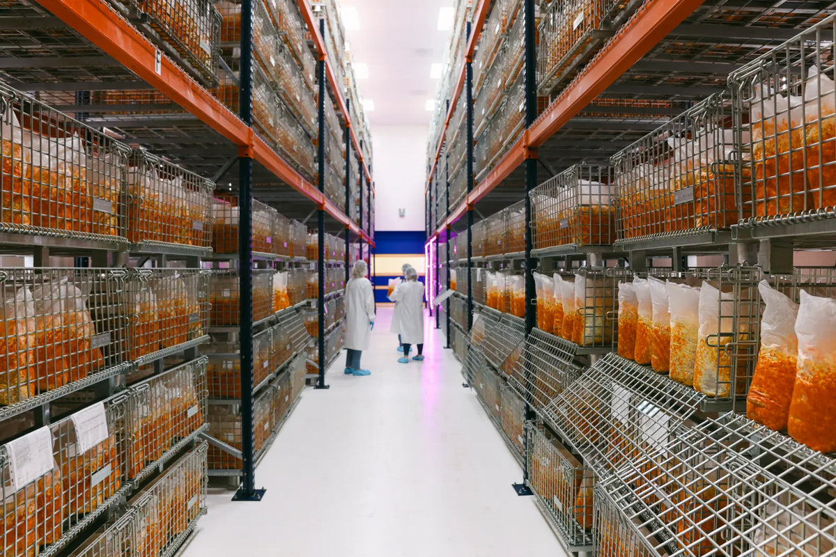 A long aisle of wire racks stacked with clear growing bags of orange colonised substrate.