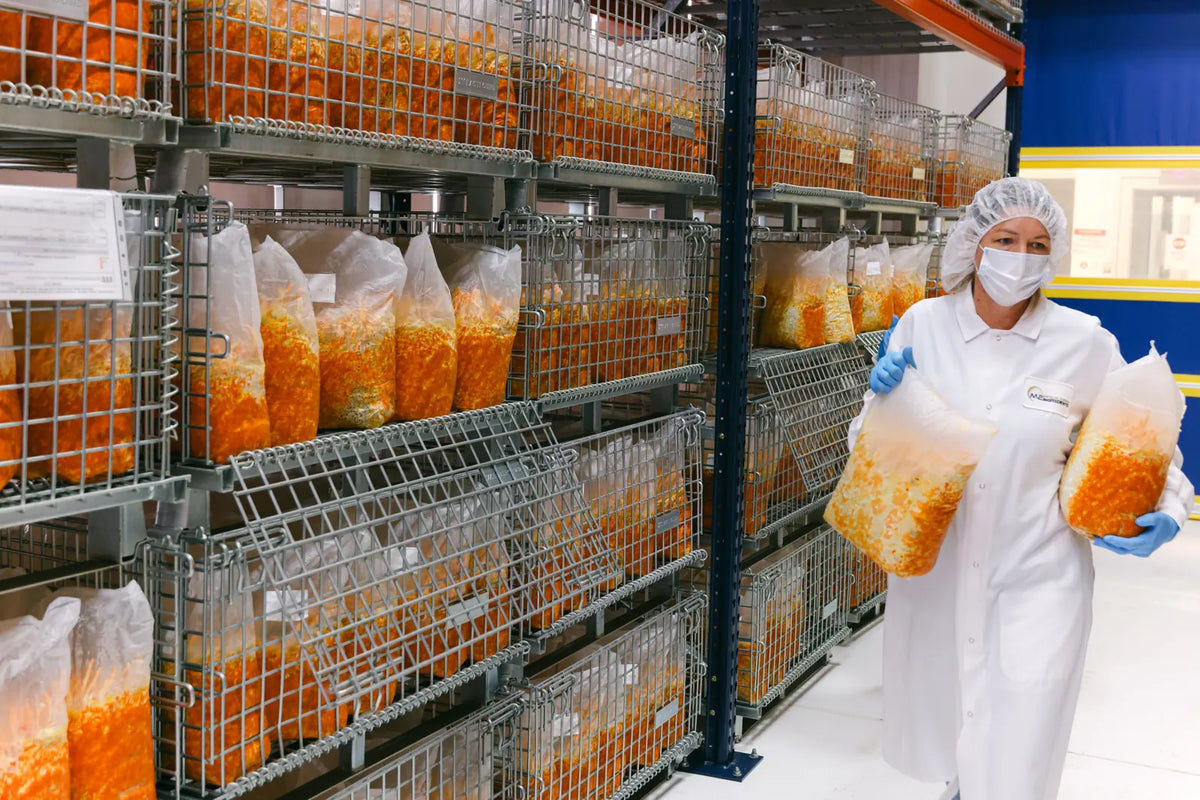 A technician in a white coat, hairnet, mask and gloves carries two clear bags of colonised substrate down an aisle of racked growing bags.