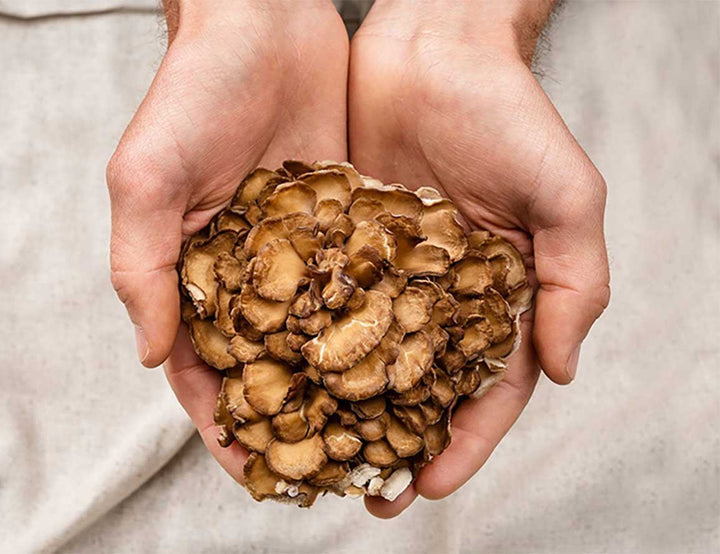 Do Mushroom Supplements Have Side Effects?