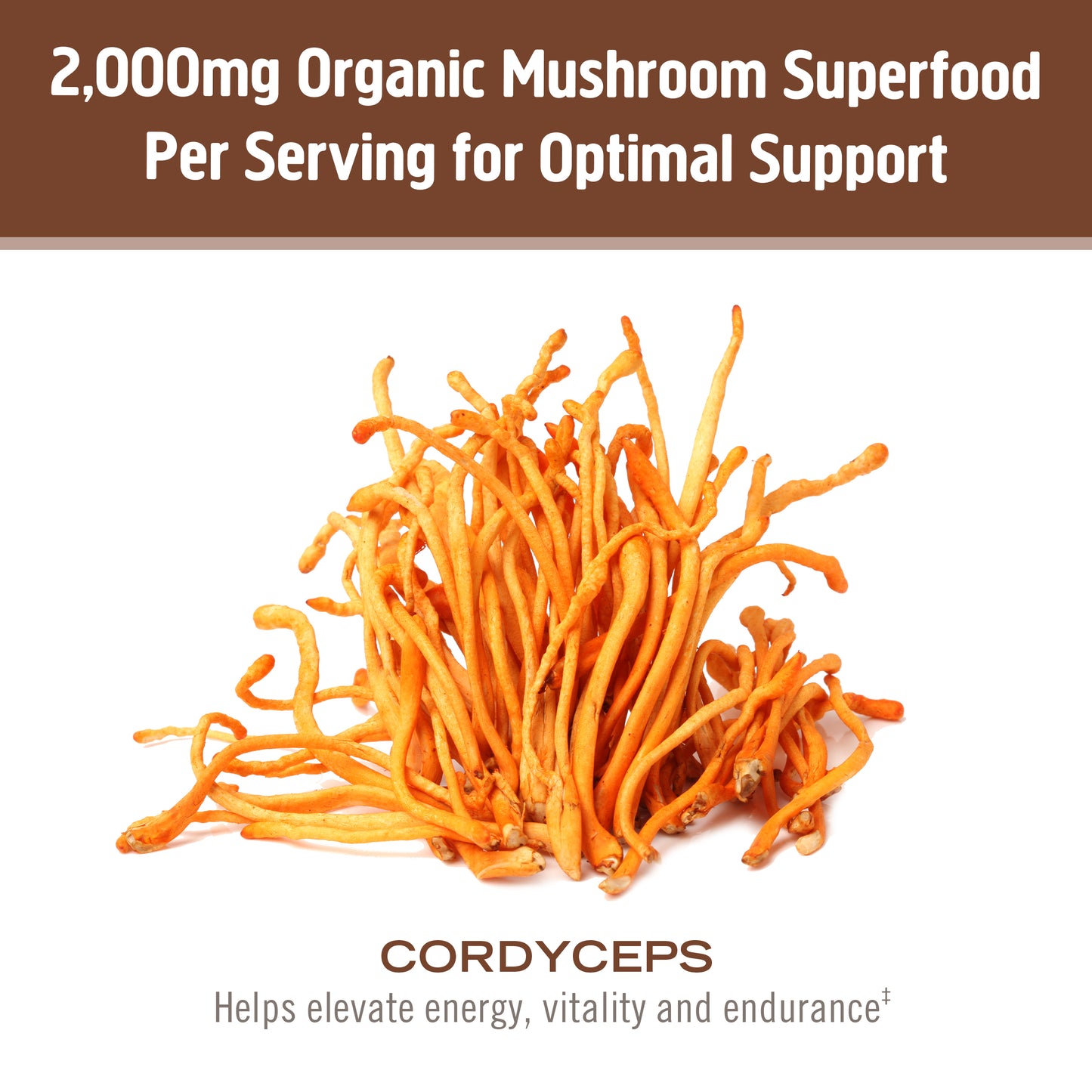 Cordyceps Organic Mushroom Powder
