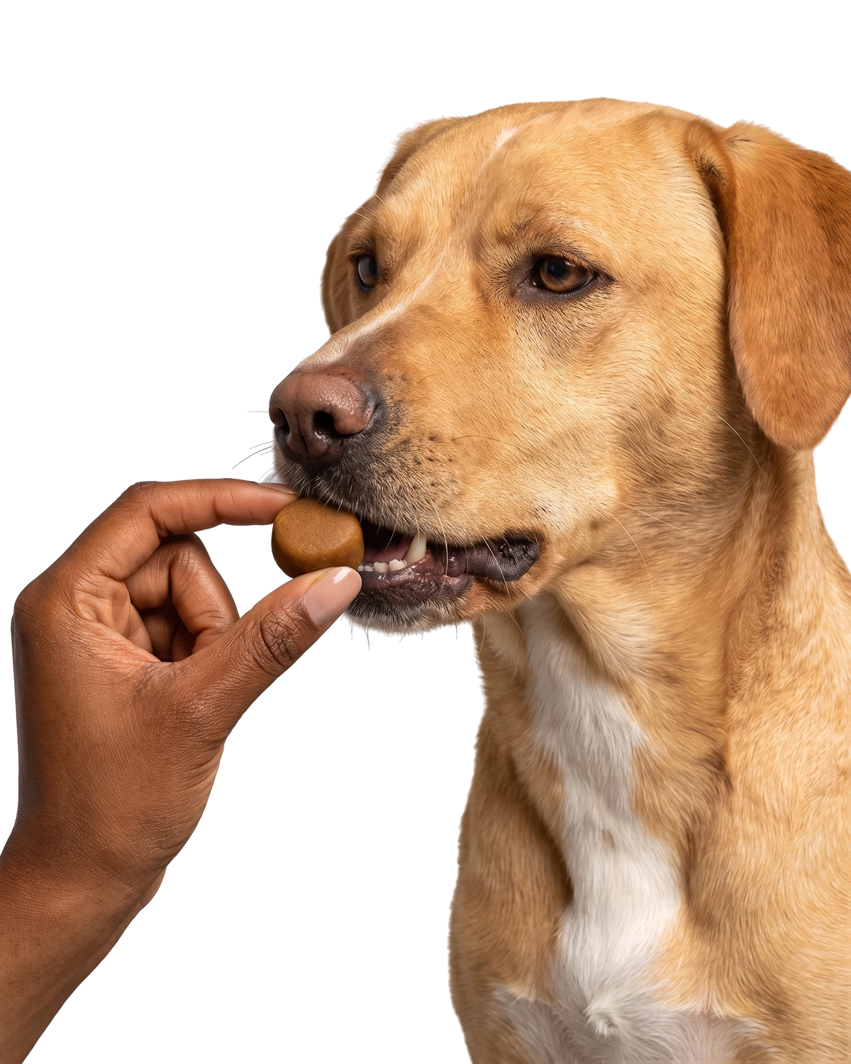 A hand offering a soft chew to a dog.