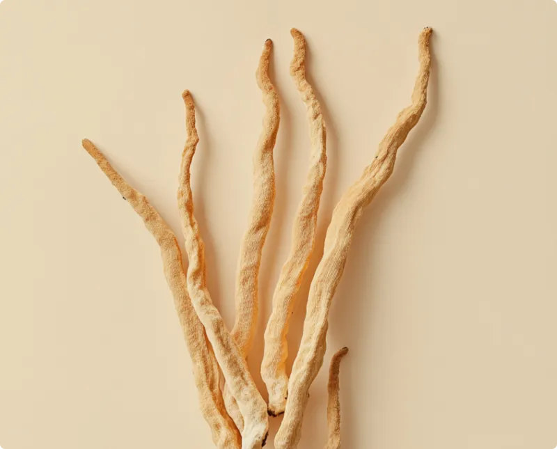 Cordyceps mushroom photographed close up against a warm beige ground