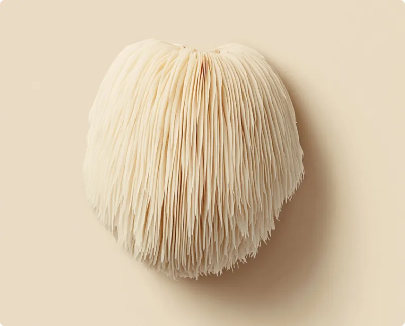 Lion’s Mane mushroom photographed close up against a warm beige ground
