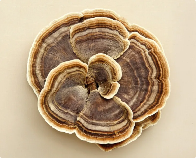 Turkey Tail mushroom photographed close up against a warm beige ground